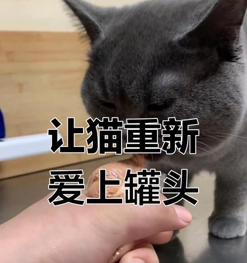 为什么猫要以罐头为主食？（猫类消化系统特点及罐头食物的优势）-第2张图片-萌宠乐园