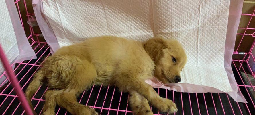 金毛犬窝咳（了解金毛犬窝咳的常见症状和有效治疗方法）-第1张图片-萌宠乐园