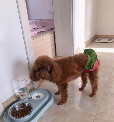 一岁泰迪犬的饮食安排（为你的宠物提供健康的饮食选择）-第3张图片-萌宠乐园