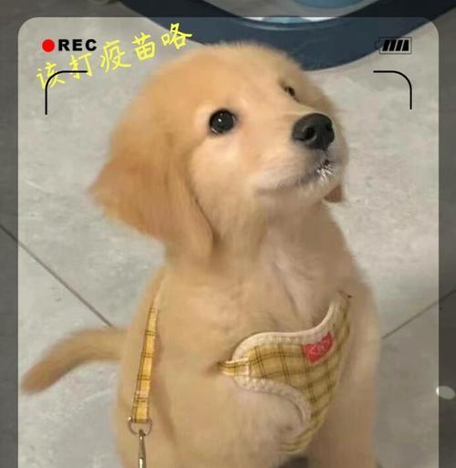 金毛犬的疫苗接种指南（保护您的金毛犬免受疾病侵害的重要措施）-第1张图片-萌宠乐园