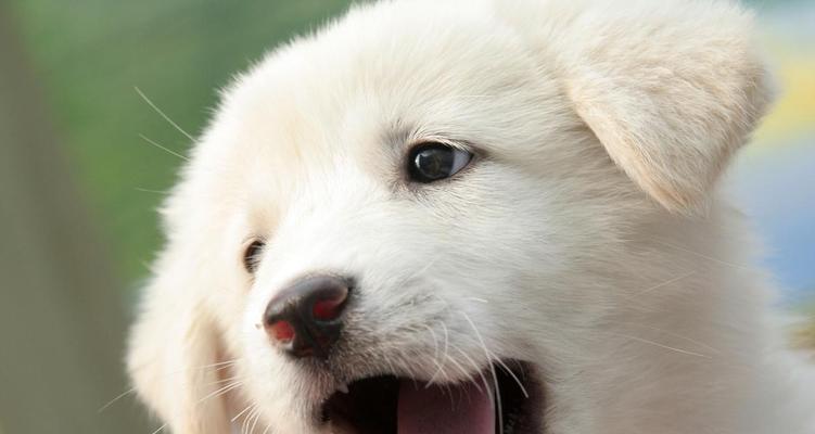 金毛犬的疫苗接种指南（保护您的金毛犬免受疾病侵害的重要措施）-第2张图片-萌宠乐园