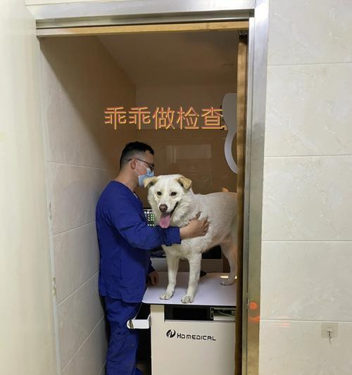 宠物犬髋骨的重要性与保健方法（关注犬髋骨健康，让宠物犬远离髋关节疾病）-第1张图片-萌宠乐园