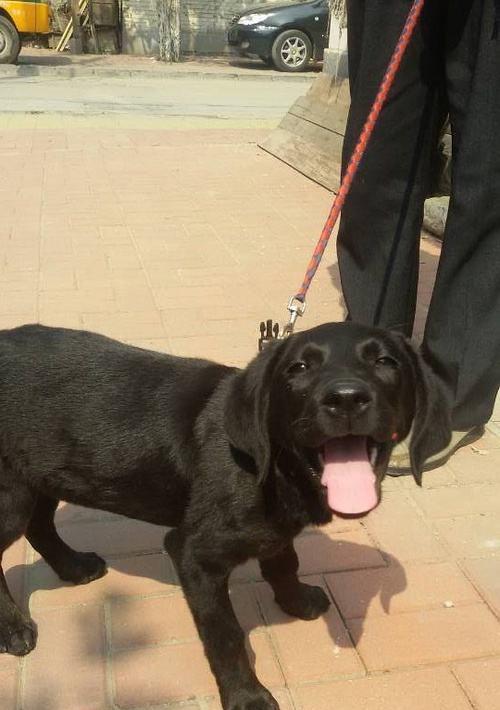 宠物犬髋骨的重要性与保健方法（关注犬髋骨健康，让宠物犬远离髋关节疾病）-第2张图片-萌宠乐园