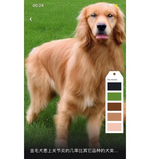 宠物犬髋骨的重要性与保健方法（关注犬髋骨健康，让宠物犬远离髋关节疾病）-第3张图片-萌宠乐园