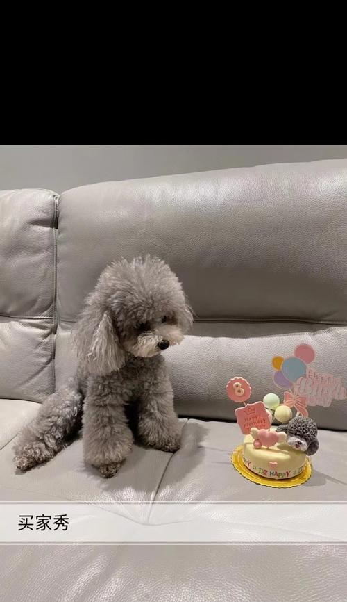 以泰迪的名字有何区别？（探索泰迪犬不同命名的理念及影响因素）-第1张图片-萌宠乐园