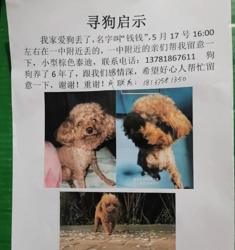 以泰迪的名字有何区别？（探索泰迪犬不同命名的理念及影响因素）-第3张图片-萌宠乐园