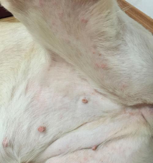 金毛犬身体内寄生虫的症状与预防（细数寄生虫引发的金毛犬常见症状及对策）-第1张图片-萌宠乐园