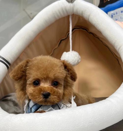 探索泰迪犬的多样体型（从玩具到迷你，不同泰迪犬的体型魅力）-第1张图片-萌宠乐园