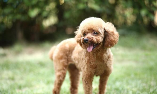 探索泰迪犬的多样体型（从玩具到迷你，不同泰迪犬的体型魅力）-第2张图片-萌宠乐园