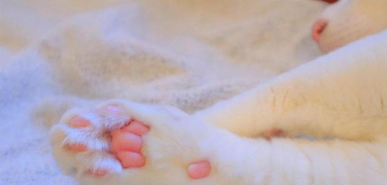 小猫的爪子是什么样的？（揭秘小猫的爪子特点及功能）-第1张图片-萌宠乐园