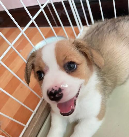 柯基犬46天饮食指南（健康成长的关键是科学饮食）-第1张图片-萌宠乐园