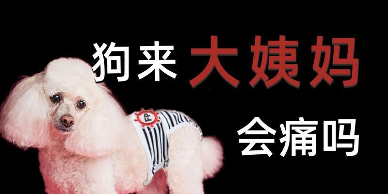 探究狗大姨妈的意义及影响（揭秘狗大姨妈的周期与症状及对狗狗的影响）-第1张图片-萌宠乐园