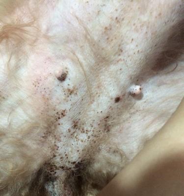 探究狗大姨妈的意义及影响（揭秘狗大姨妈的周期与症状及对狗狗的影响）-第2张图片-萌宠乐园