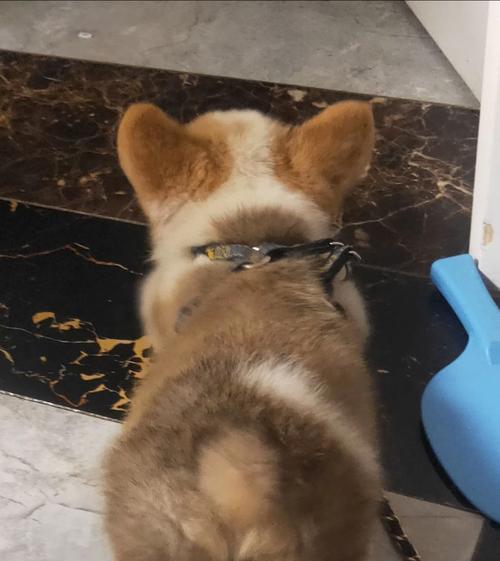 狗狗为什么要屁股对屁股？（探究狗狗间屁股对屁股的社交行为及意义）-第1张图片-萌宠乐园