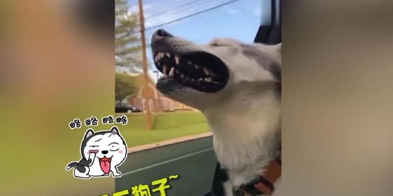 狗包袱的意义与传承（从历史到现代，探寻狗包袱的文化内涵）-第3张图片-萌宠乐园