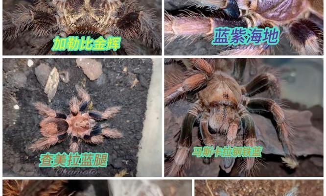 金属蓝（探索金属蓝的营养秘密，带给你身心健康的美食体验）-第1张图片-萌宠乐园