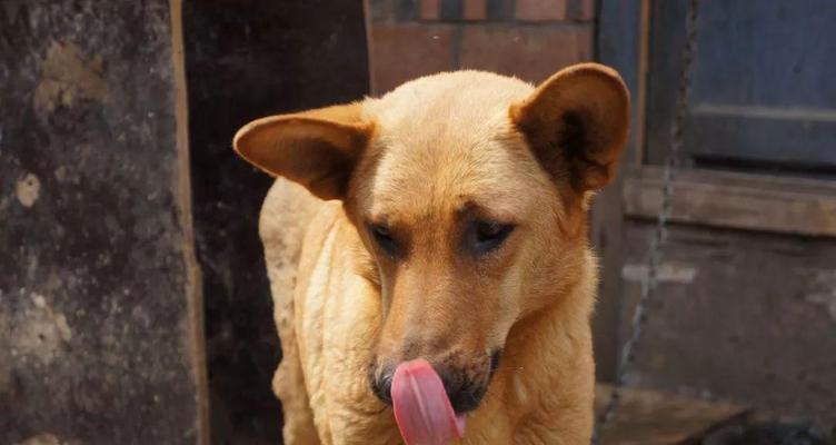 金毛犬饲养（养狗初学者必读，了解金毛犬的饮食需求）-第1张图片-萌宠乐园
