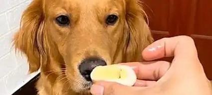 金毛犬适合食用的肉类以及饮食建议（为您的金毛提供均衡营养的肉类选择和适宜量）-第3张图片-萌宠乐园