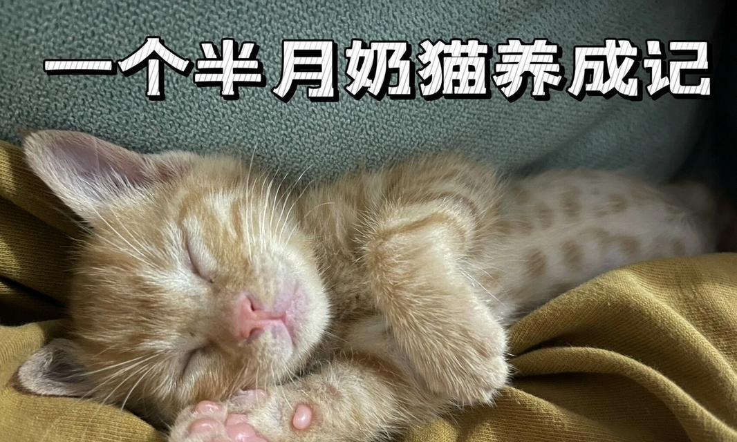 小猫不能喂牛奶的原因(为什么小猫不适合以牛奶为主食?)-第1张图片-萌宠乐园 小猫不能喂牛奶的原因(为什么小猫不适合以牛奶为主食?)-第1张图片-萌宠乐园