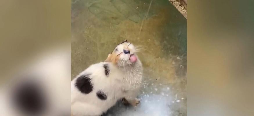 小猫不能喂牛奶的原因(为什么小猫不适合以牛奶为主食?)-第2张图片-萌宠乐园 小猫不能喂牛奶的原因(为什么小猫不适合以牛奶为主食?)-第2张图片-萌宠乐园