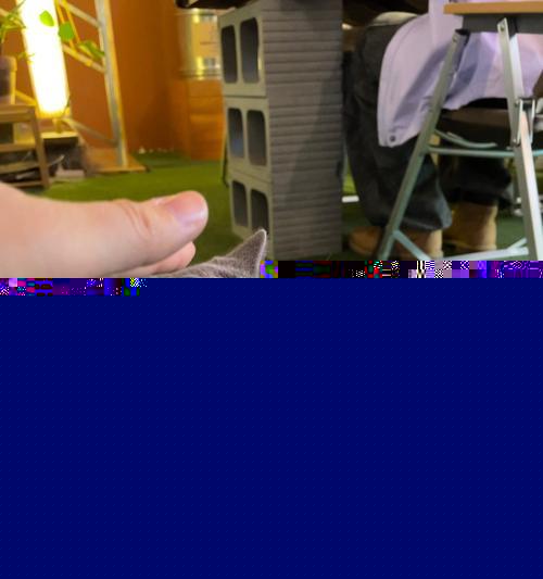 小猫不能喂牛奶的原因(为什么小猫不适合以牛奶为主食?)-第3张图片-萌宠乐园 小猫不能喂牛奶的原因(为什么小猫不适合以牛奶为主食?)-第3张图片-萌宠乐园