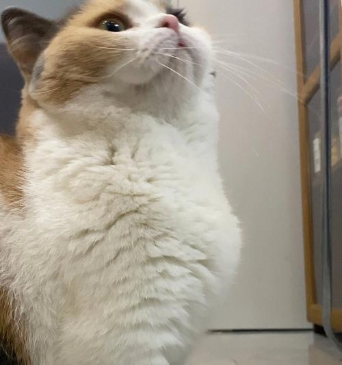 小猫胸脯扁的病因与治疗方法（探究小猫胸脯扁的症状、原因和治疗方法）-第1张图片-萌宠乐园