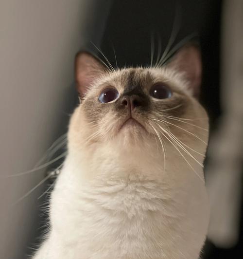 小猫胸脯扁的病因与治疗方法（探究小猫胸脯扁的症状、原因和治疗方法）-第3张图片-萌宠乐园