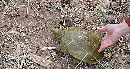 乌龟放生的好处（保护生态环境、促进物种多样性、平衡生态系统的关键）-第2张图片-萌宠乐园