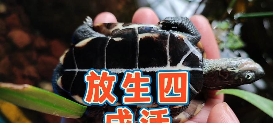 乌龟放生的好处（保护生态环境、促进物种多样性、平衡生态系统的关键）-第3张图片-萌宠乐园