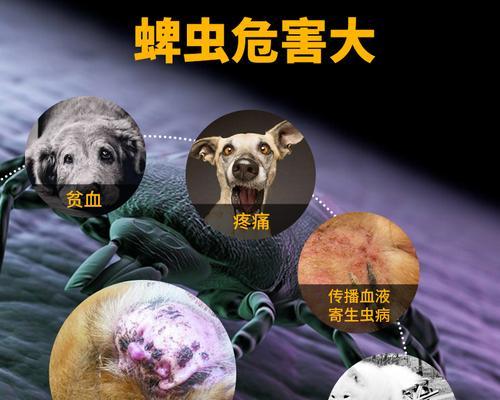 为什么狗体外驱虫不能洗澡？（解密狗体外驱虫与洗澡的关系）-第2张图片-萌宠乐园