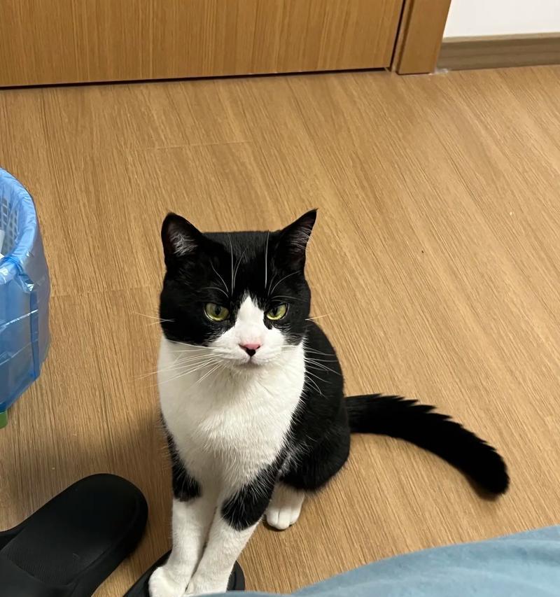 小猫为什么一直不睡觉？（探究小猫不睡觉的原因及应对方法）-第1张图片-萌宠乐园