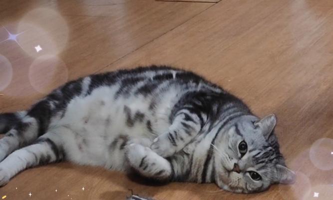 小猫为什么一直不睡觉？（探究小猫不睡觉的原因及应对方法）-第3张图片-萌宠乐园