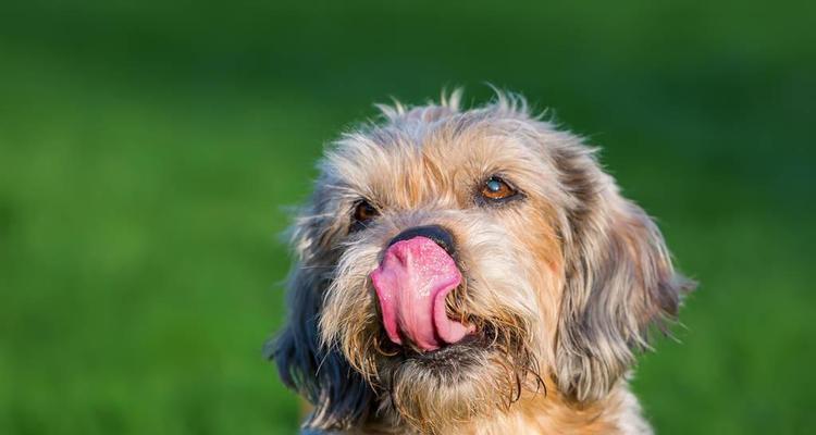 泰迪狗为何频繁舔自己的毛？（解析泰迪狗舔毛的原因及如何控制舔毛行为）-第2张图片-萌宠乐园
