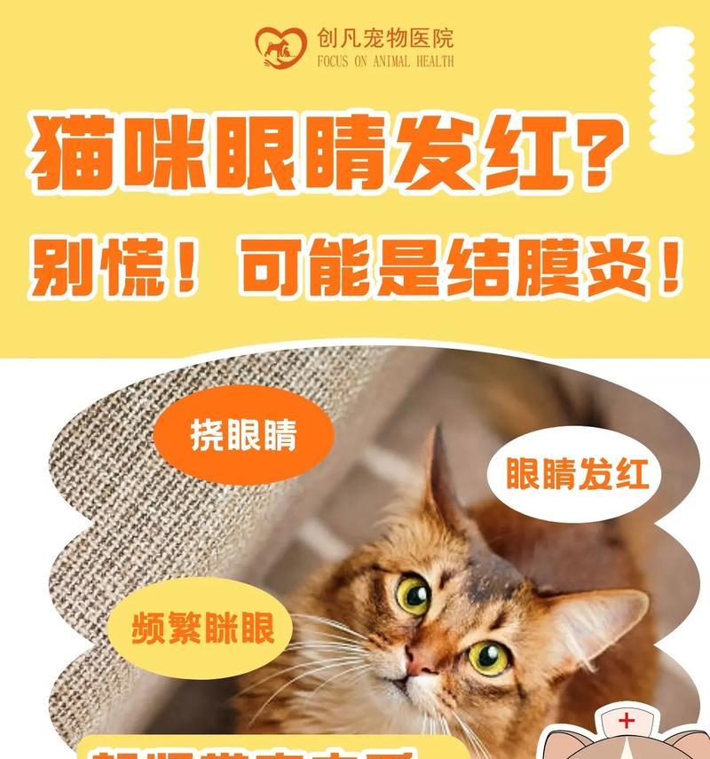 小猫结膜炎的康复时长及护理方法(结膜炎的症状、治疗方法和预防措施详解)-第2张图片-萌宠乐园 小猫结膜炎的康复时长及护理方法(结膜炎的症状、治疗方法和预防措施详解)-第2张图片-萌宠乐园