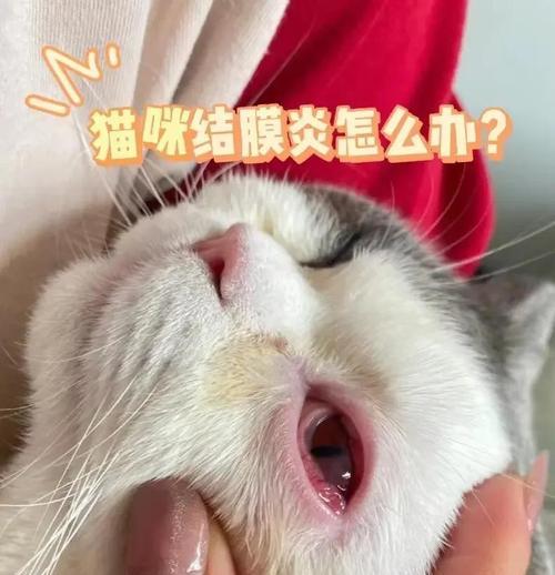 小猫结膜炎的康复时长及护理方法(结膜炎的症状、治疗方法和预防措施详解)-第3张图片-萌宠乐园 小猫结膜炎的康复时长及护理方法(结膜炎的症状、治疗方法和预防措施详解)-第3张图片-萌宠乐园
