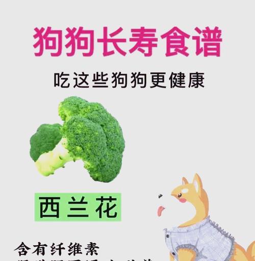 宠物犬的健康特征及养护要点(了解宠物犬的健康特征,给爱宠提供全方位的关怀)-第2张图片-萌宠乐园 宠物犬的健康特征及养护要点(了解宠物犬的健康特征,给爱宠提供全方位的关怀)-第2张图片-萌宠乐园