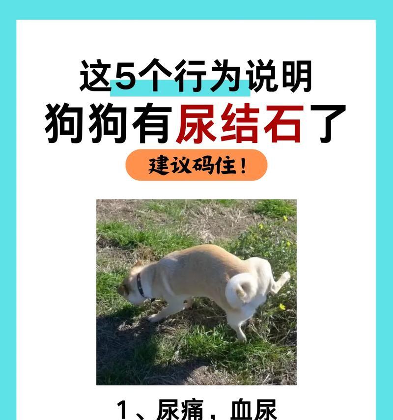 宠物犬的健康特征及养护要点(了解宠物犬的健康特征,给爱宠提供全方位的关怀)-第3张图片-萌宠乐园 宠物犬的健康特征及养护要点(了解宠物犬的健康特征,给爱宠提供全方位的关怀)-第3张图片-萌宠乐园