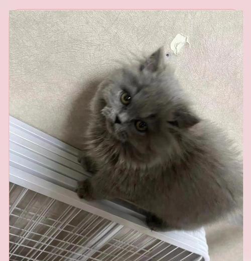 小猫尿不出来尿的原因与解决方法（排尿困难让小猫不舒服？这里有解决办法！）-第1张图片-萌宠乐园