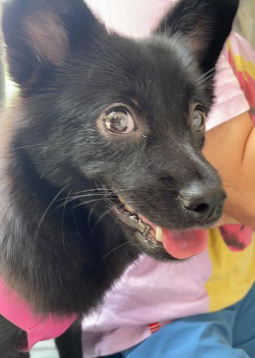 狗狗绝育（绝育对狗狗的好处和考虑因素）-第3张图片-萌宠乐园