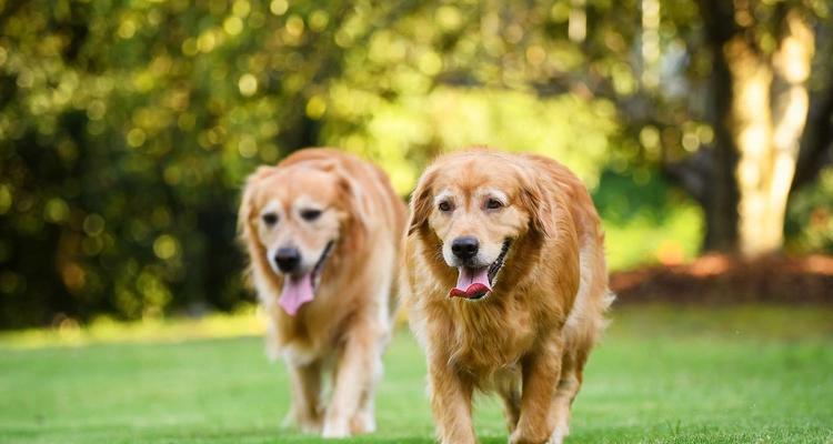 狗狗绝育（绝育对狗狗的好处和考虑因素）-第2张图片-萌宠乐园