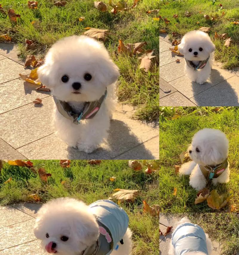 如何确定幼犬断奶的合适时机（小奶狗断奶攻略，让你成为贴心的狗爸狗妈）-第1张图片-萌宠乐园