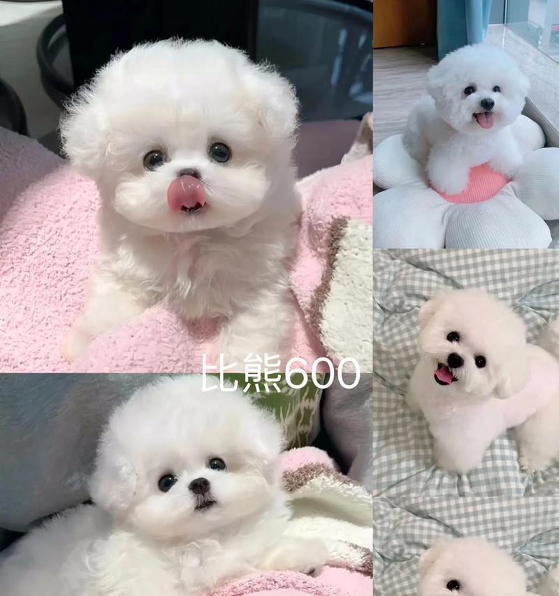 如何确定幼犬断奶的合适时机（小奶狗断奶攻略，让你成为贴心的狗爸狗妈）-第3张图片-萌宠乐园