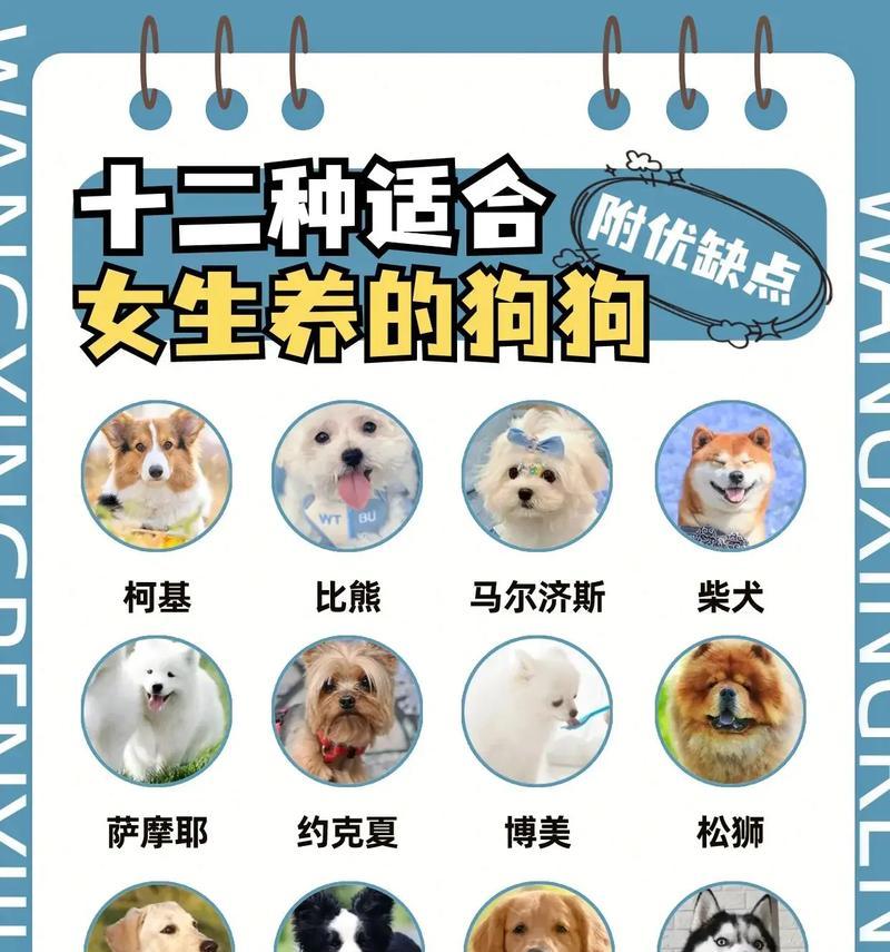 幼犬养育的安全时机与关键因素（探究幼犬在何时成为安全的伙伴及相关注意事项）-第1张图片-萌宠乐园