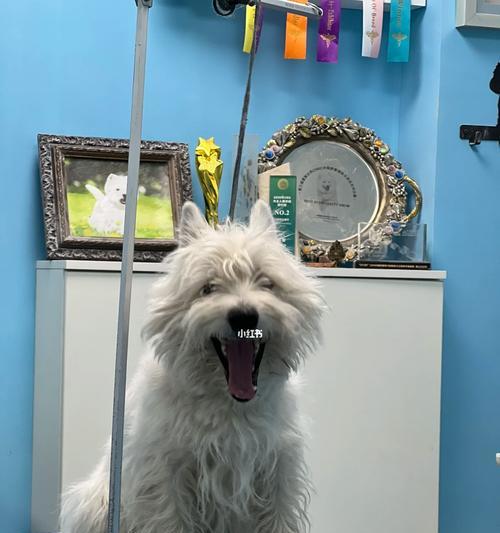 终极秘密揭晓（揭开秘密的科学原理，让你告别频繁修剪的烦恼！）-第2张图片-萌宠乐园