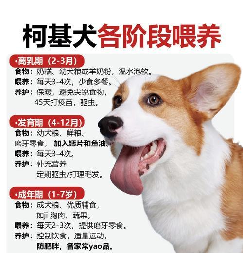 柯基洗澡的最佳频率与方法（保持柯基健康与舒适，正确掌握洗澡的时机和技巧）-第1张图片-萌宠乐园