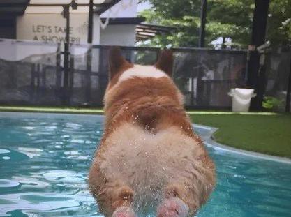 柯基洗澡的最佳频率与方法（保持柯基健康与舒适，正确掌握洗澡的时机和技巧）-第2张图片-萌宠乐园