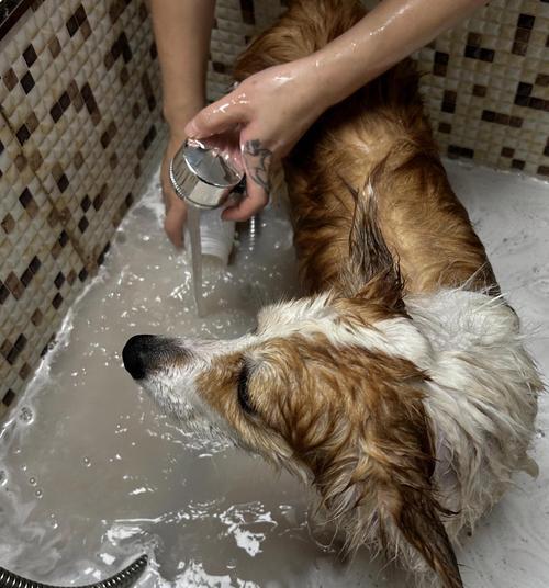 柯基洗澡的最佳频率与方法（保持柯基健康与舒适，正确掌握洗澡的时机和技巧）-第3张图片-萌宠乐园