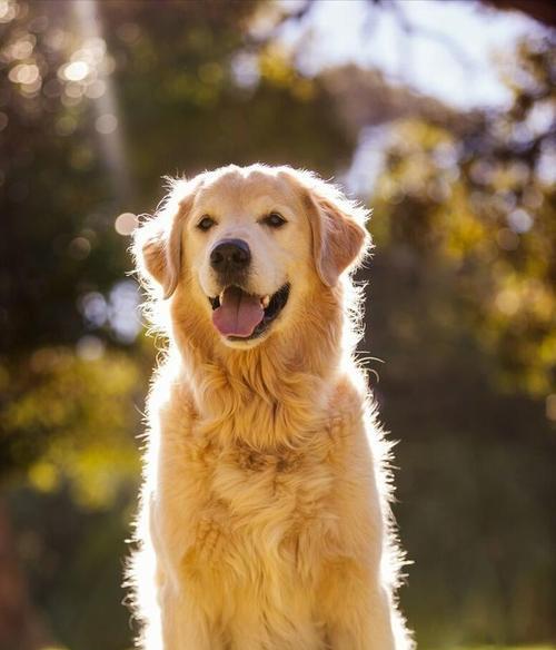 温顺听话的宠物犬为何会攻击咬人？（探究背后的原因和解决方法）-第1张图片-萌宠乐园