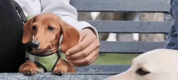 温顺听话的宠物犬为何会攻击咬人？（探究背后的原因和解决方法）-第2张图片-萌宠乐园