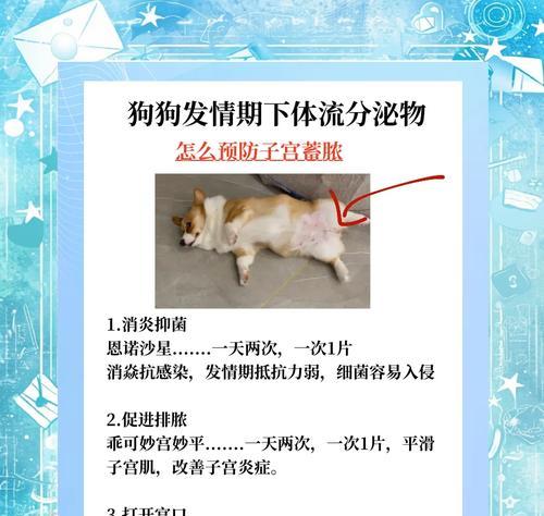宠物生理期持续时间的探究（宠物生理期的长度及影响因素分析）-第2张图片-萌宠乐园